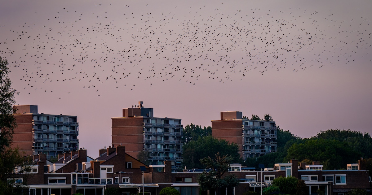 Schitterend gezicht! Honderden spreeuwen ‘dansen’ in de lucht terwijl zon ondergaat