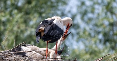 Fototentoonstelling in De Borgh Budel toont werk van Michel Achten