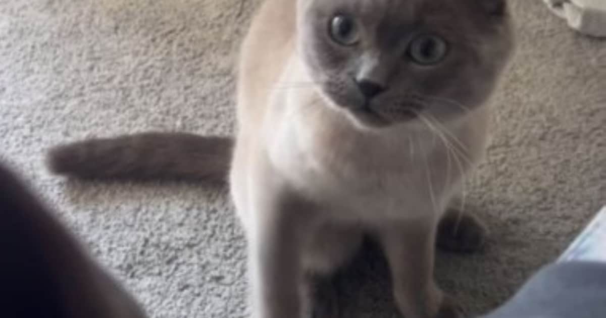 Heb jij Loki, Blue of Doerak gezien? Deze drie huisdieren worden in Heerlen vermist