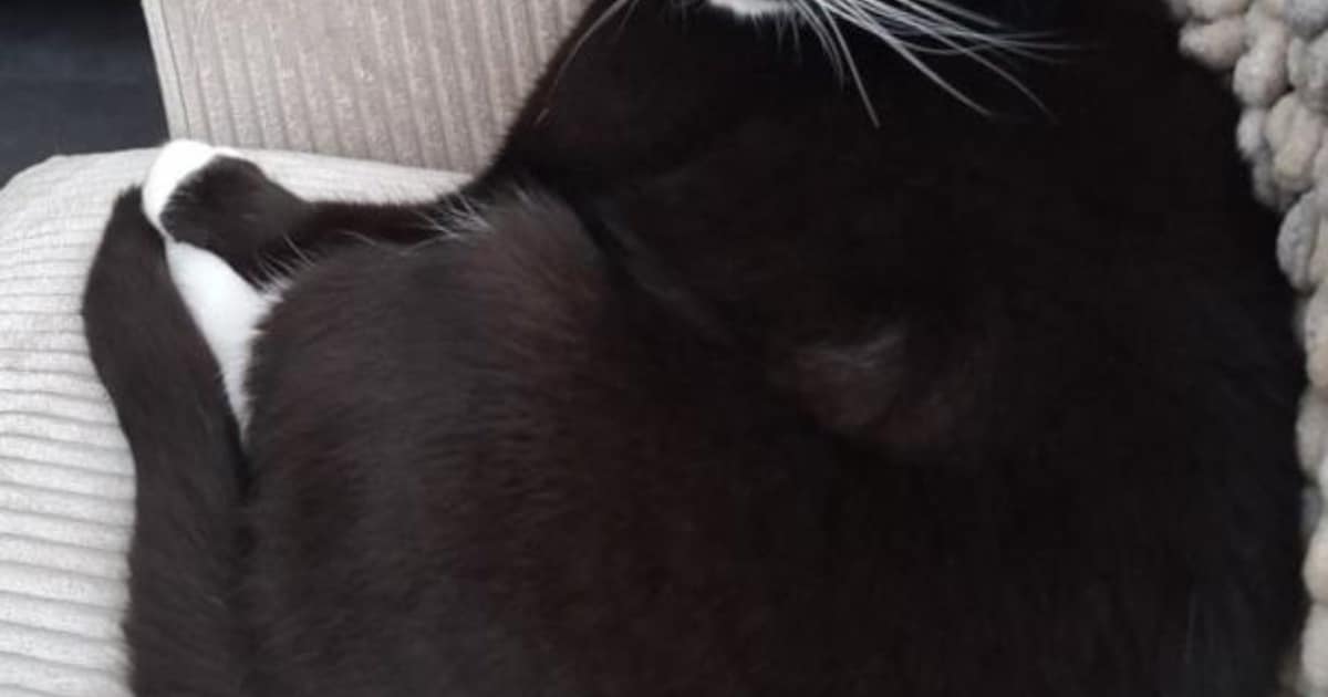 Heb jij Lily gezien? Dit huisdier wordt in Oldebroek vermist