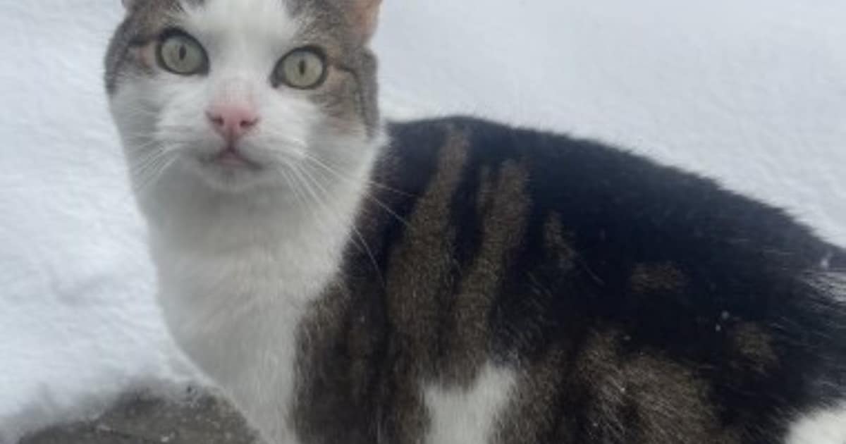Heb jij Loes gezien? Dit huisdier wordt in Heusden vermist