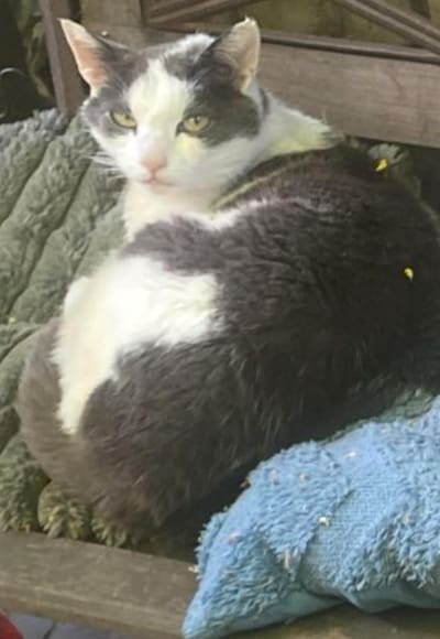 Heb jij Nellie, Pilsje of Nela gezien? Deze vier huisdieren worden in Nijmegen vermist