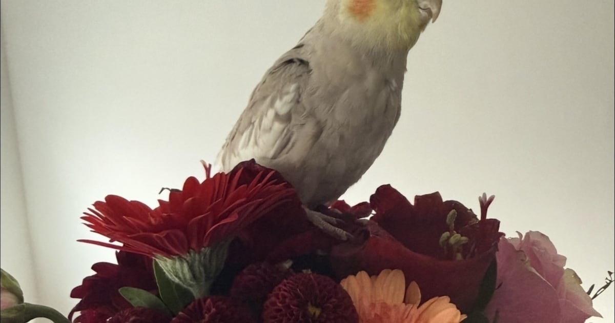 Heb jij Karamel gezien? Dit huisdier wordt in Alblasserdam vermist