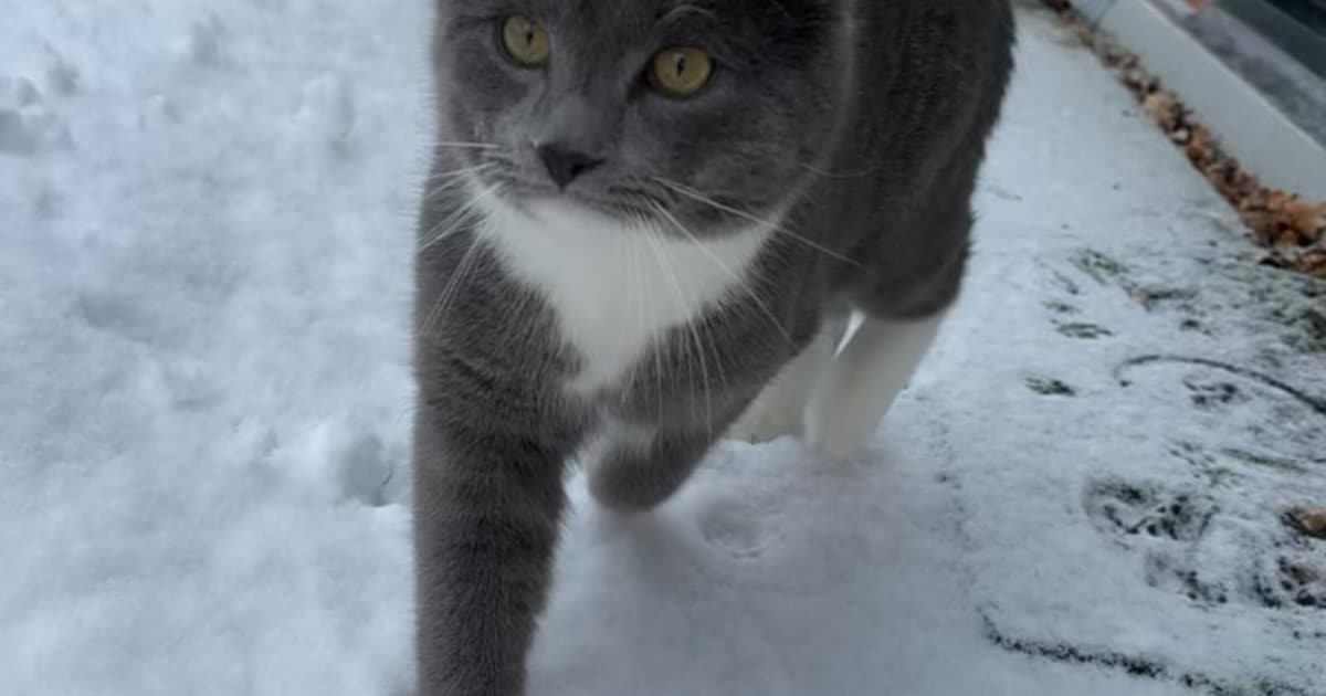 Heb jij Chico of Vlecky gezien? Deze twee huisdieren worden in Smallingerland vermist