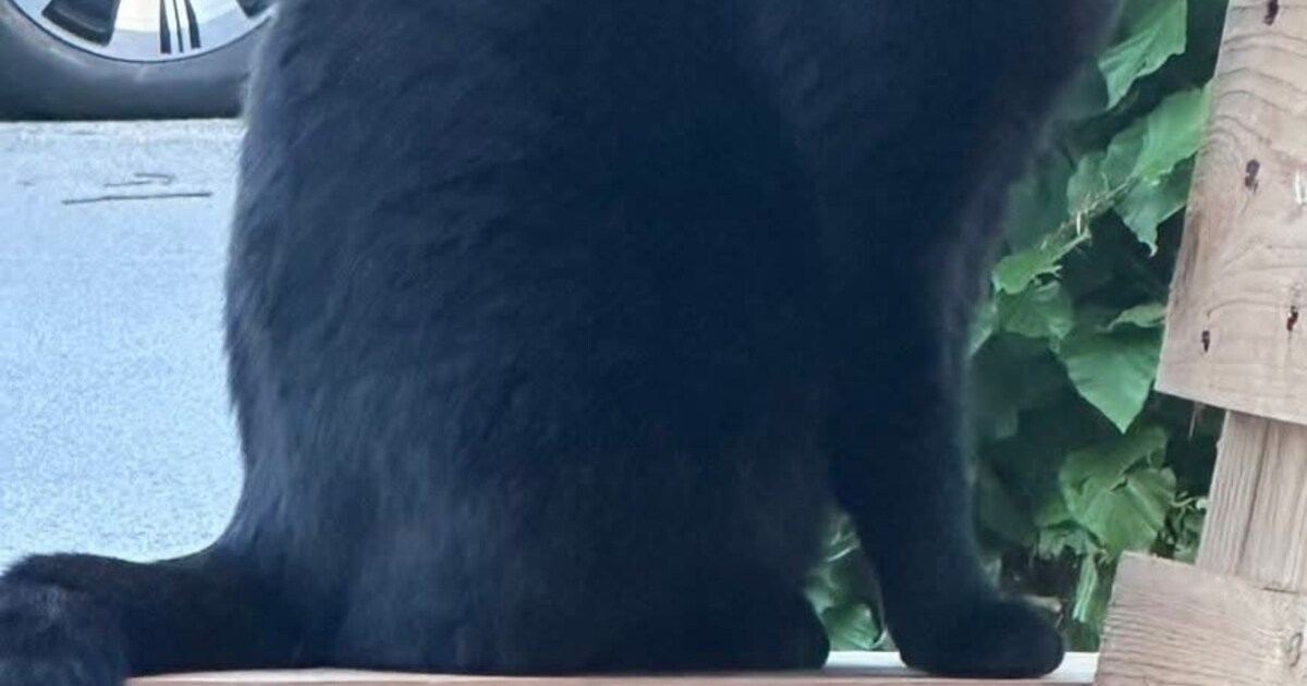 Heb jij Bonnie, Desi of Sky gezien? Deze vier huisdieren worden in Alkmaar vermist