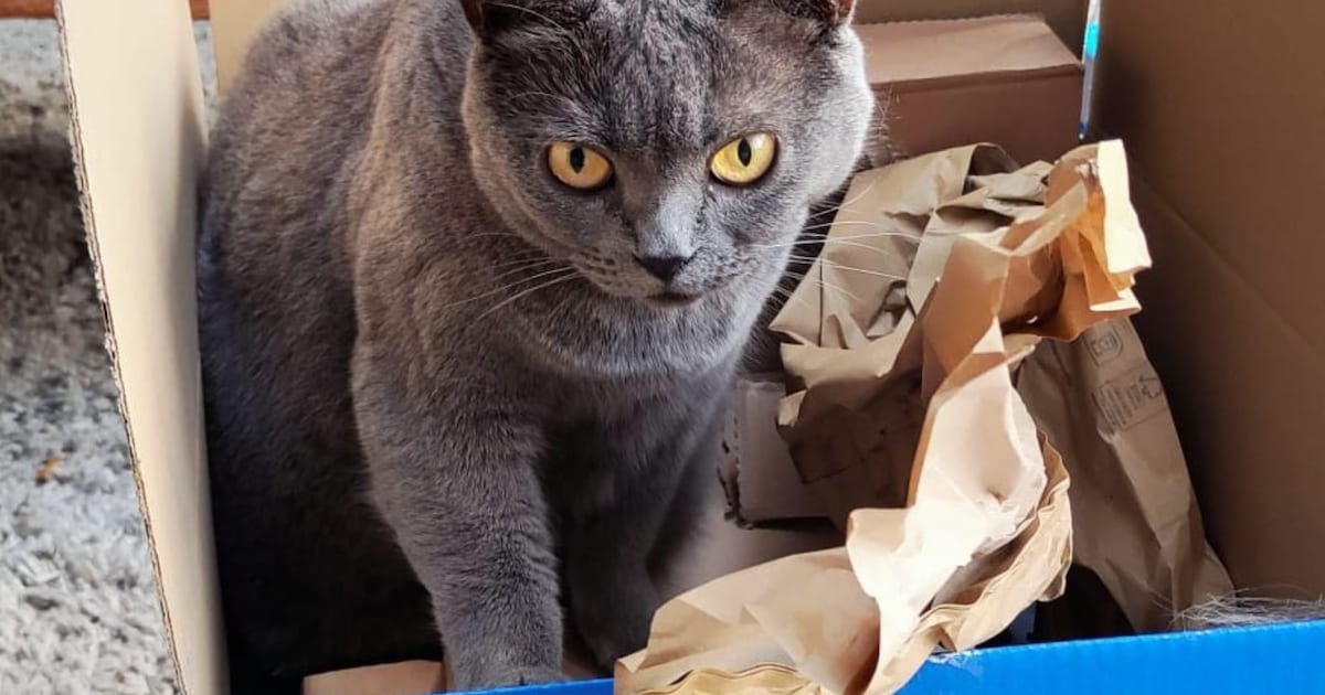 Heb jij Wollemijn of Mina gezien? Deze twee huisdieren worden in Uithoorn vermist