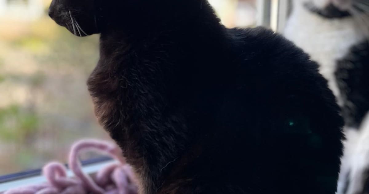 Heb jij Chico of Morrie gezien? Deze twee huisdieren worden in Nieuwkoop vermist
