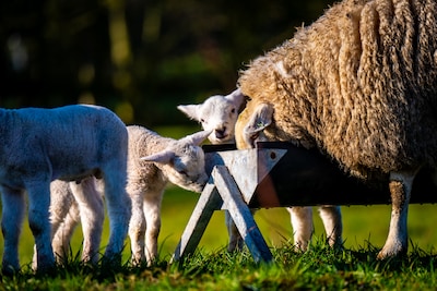 Op pad met opa’s en oma’s voor een dag