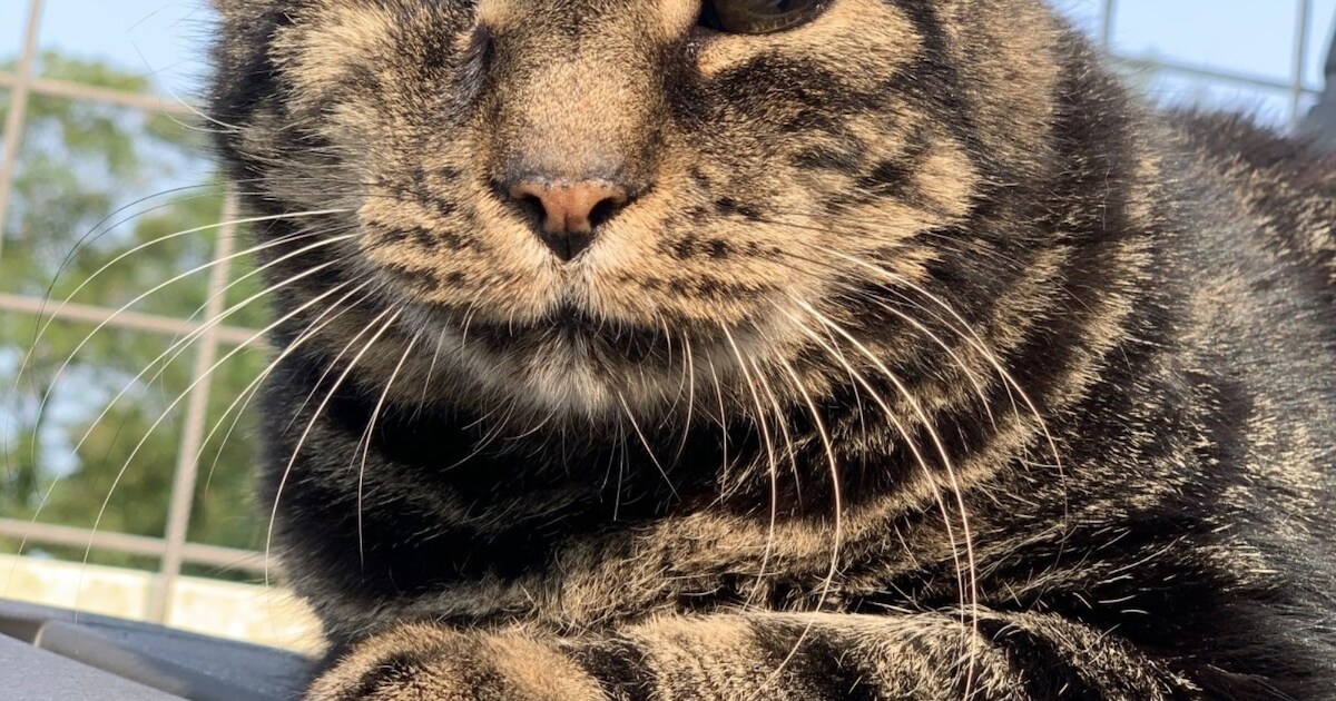 Heb jij Gerben gezien? Dit huisdier wordt in Drechterland vermist
