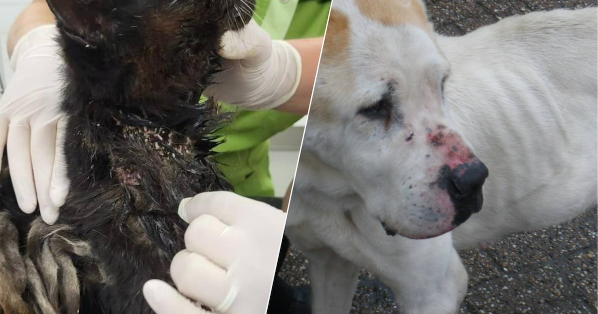 Verwaarlozing van huisdieren steeds ernstiger, zien Twentse dierenartsen