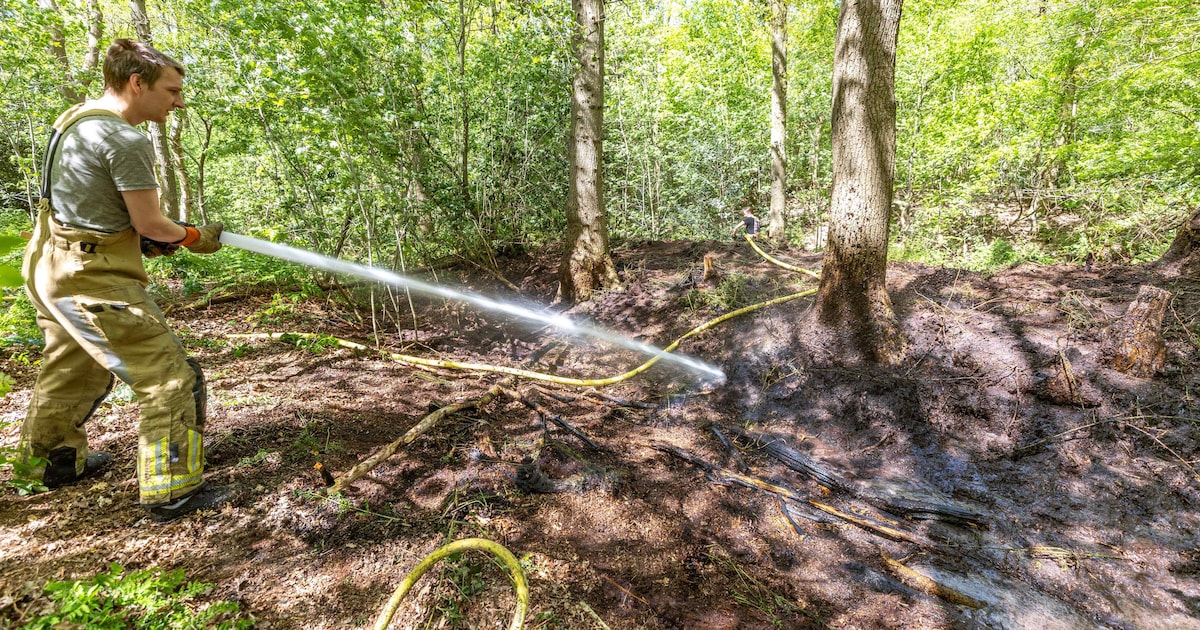 Bosbrandje in Paasloo snel onder controle