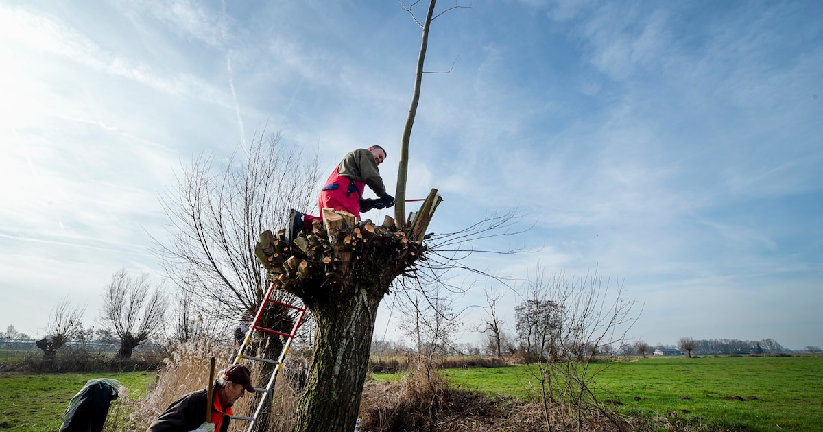 Snoeiwerkzaamheden aan knotwilgen in Nissewaard