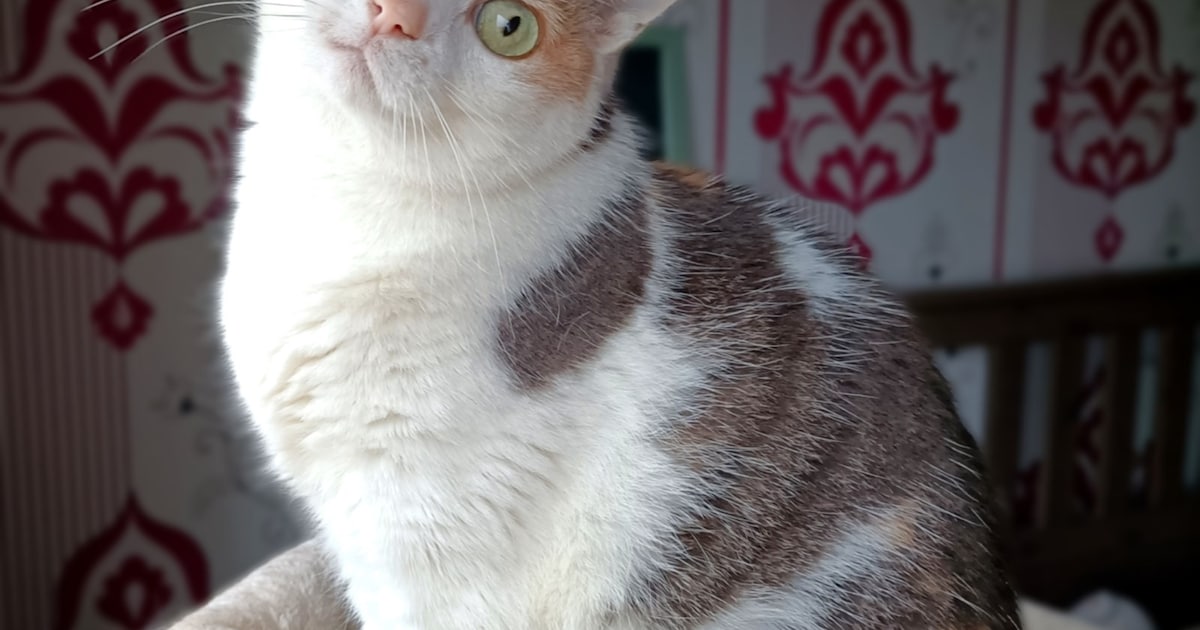Heb jij Humpie gezien? Dit huisdier wordt in Wierden vermist