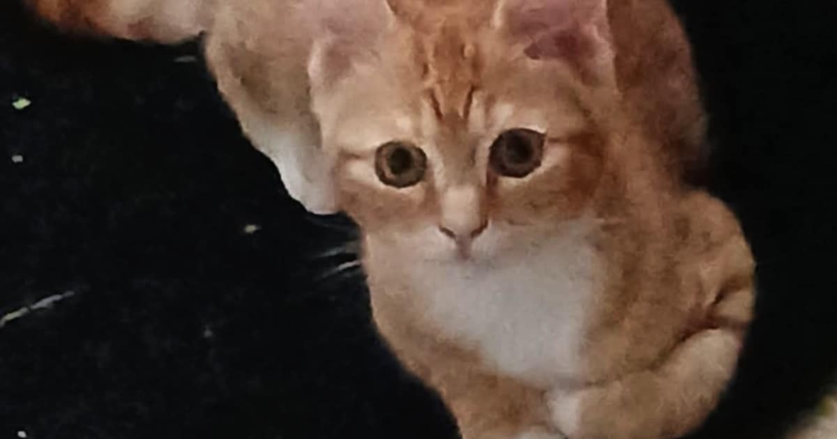 Heb jij Pumpkin gezien? Dit huisdier wordt in Geertruidenberg vermist