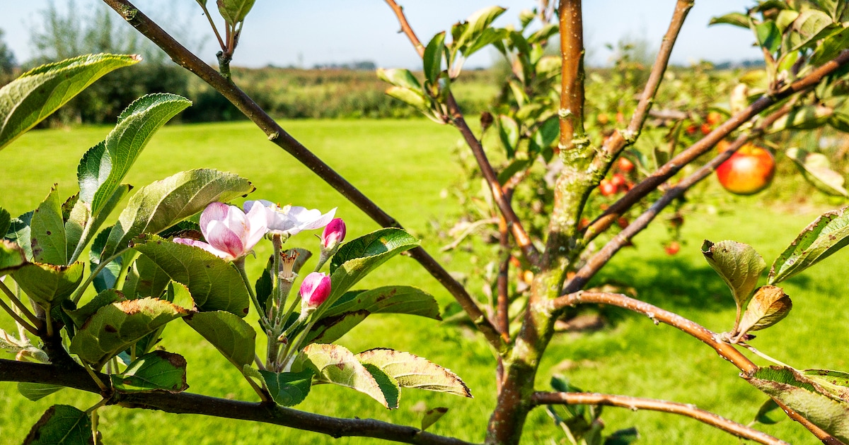 Tegel eruit, groen erin: gratis bomen of struiken voor inwoners De Bilt Noord-West