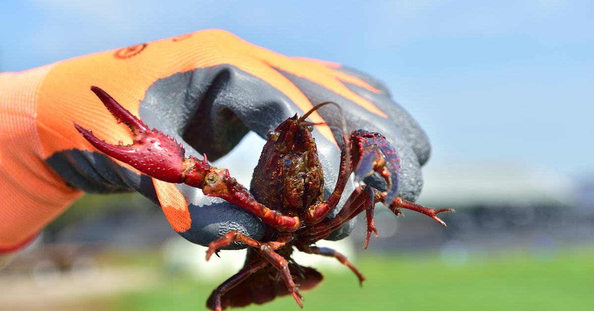 Bezorgde lezers zien rivierkreeften de natuur wegvreten: ‘Het is nu een dooie sloot’