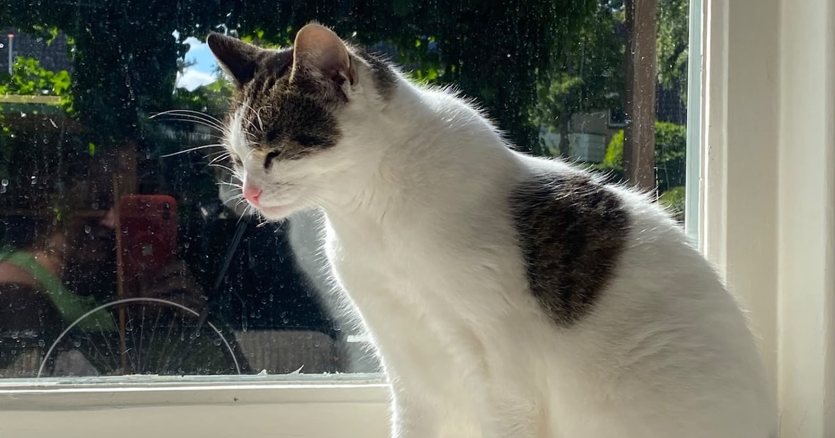 Heb jij Poppy gezien? Dit huisdier wordt in Oegstgeest vermist