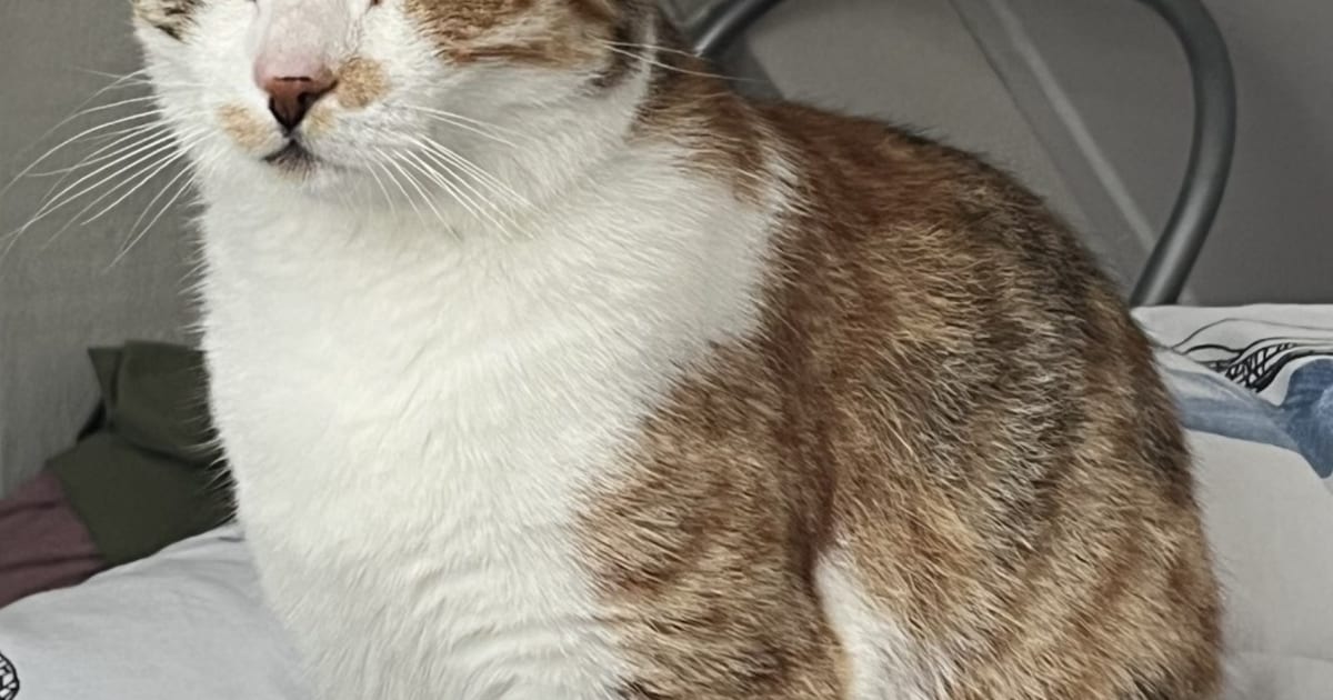 Heb jij Otje gezien? Dit huisdier wordt in Bergen vermist