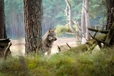 Zeker 131 wolven in Nederland, roofdier loopt tegen grenzen aan