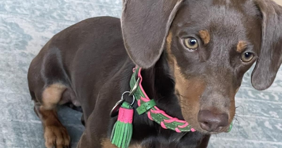 Heb jij Saar gezien? Dit huisdier wordt in Vught vermist