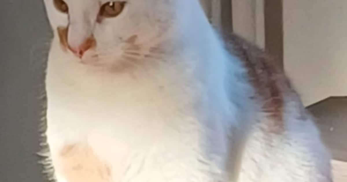 Heb jij Siem gezien? Dit huisdier wordt in Midden-Delfland vermist