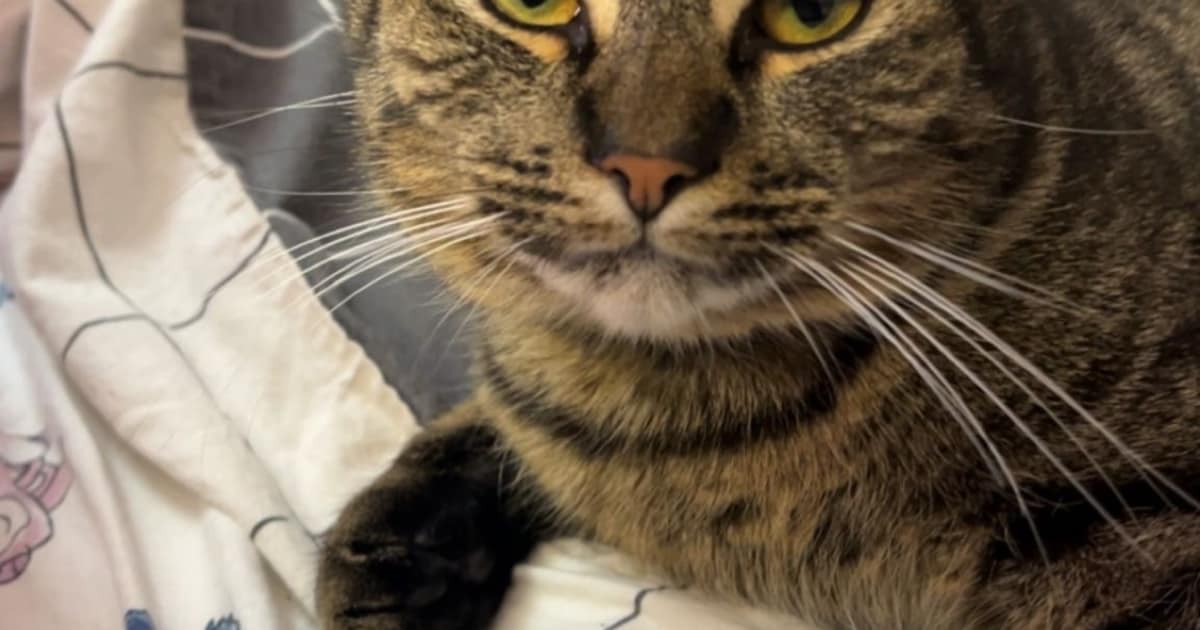 Heb jij Smokey gezien? Dit huisdier wordt in Waddinxveen vermist