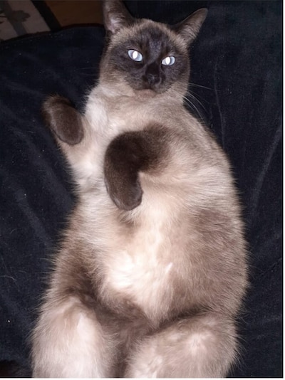 Heb jij Billy, Roosje of Platte Poes gezien? Deze vier huisdieren worden in Roosendaal vermist