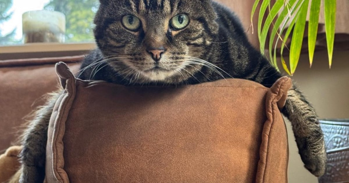 Heb jij Jerry of Kareltje gezien? Deze twee huisdieren worden in Ermelo vermist