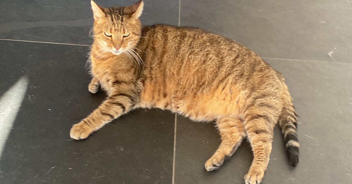 Heb jij Pip, Donna of Bakko gezien? Deze drie huisdieren worden in Steenbergen vermist