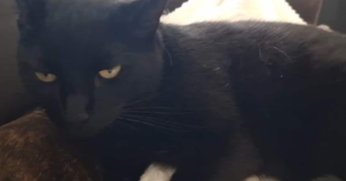 Heb jij Max gezien? Dit huisdier wordt in Nieuwkoop vermist
