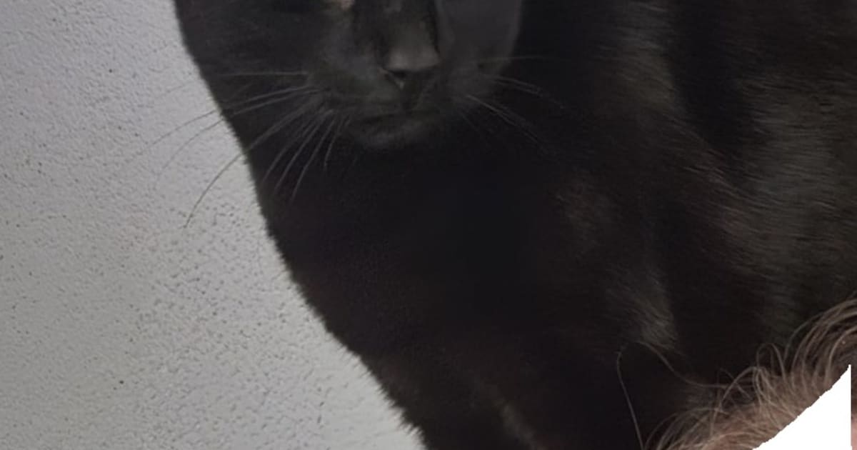 Heb jij Ernie, Taco of Ziva gezien? Deze vijf huisdieren worden in Schiedam vermist