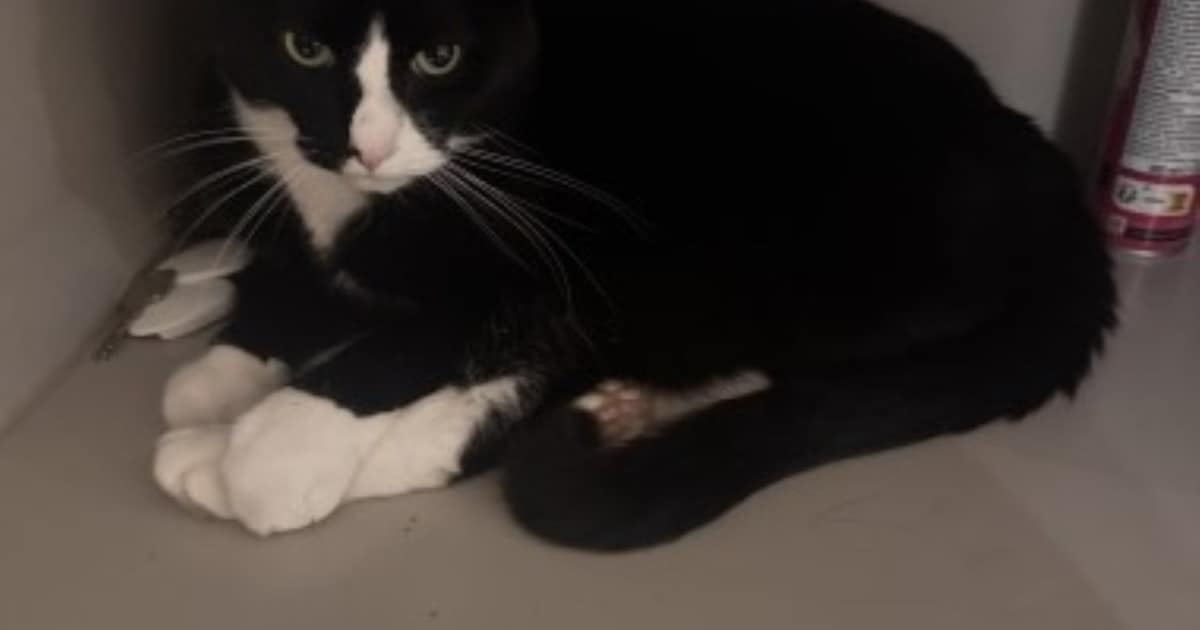 Heb jij Rengar gezien? Dit huisdier wordt in Culemborg vermist