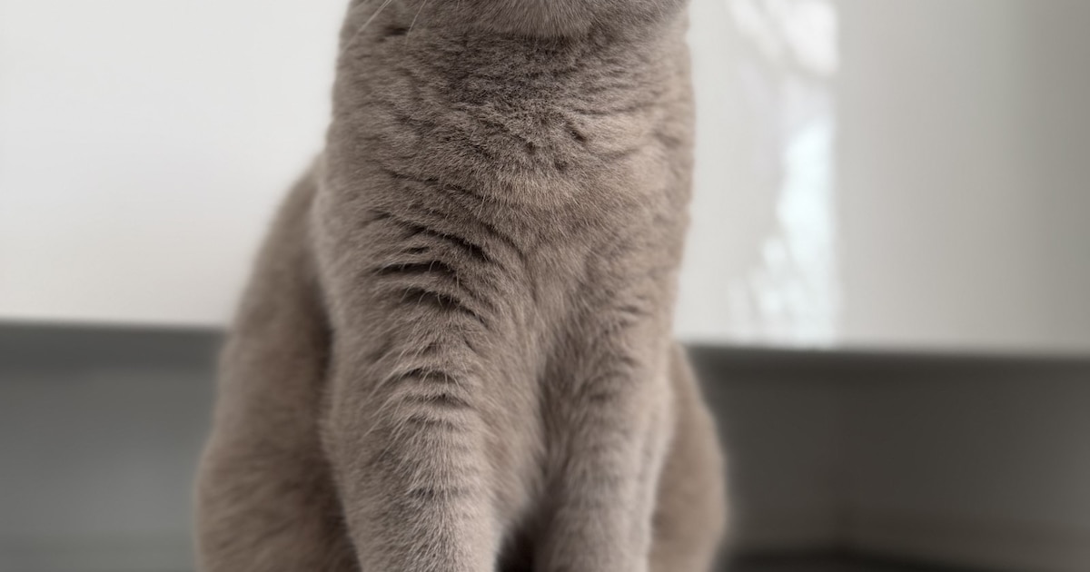 Heb jij Truus of Rocky gezien? Deze twee huisdieren worden in Alblasserdam vermist