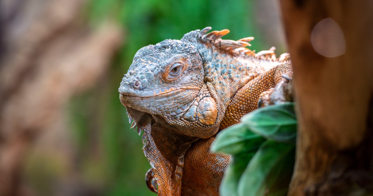 Natuurkwartier Nieuwegein houdt workshop over reptielen