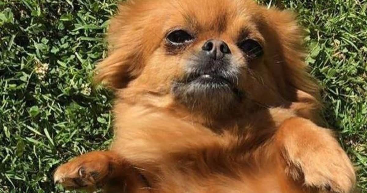 Heb jij Balou gezien? Dit huisdier wordt in Leidschendam-Voorburg vermist