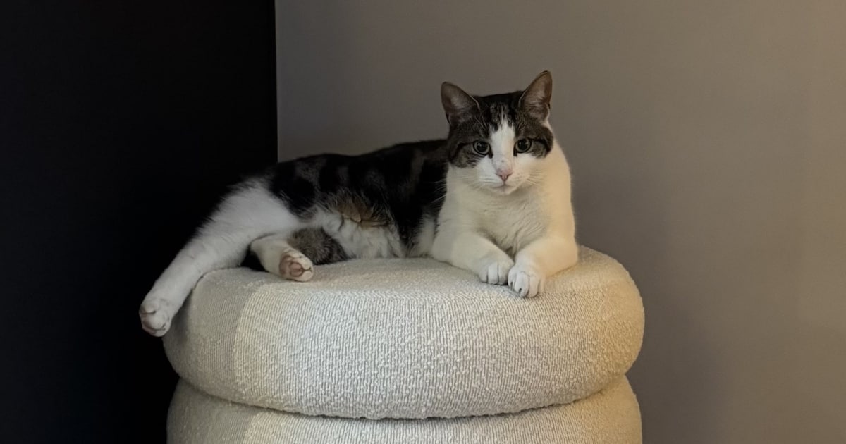 Heb jij Döner, Obi of Louie gezien? Deze vier huisdieren worden in Renkum vermist