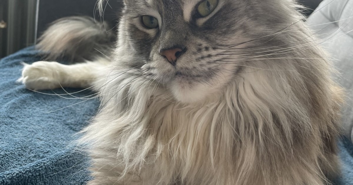 Heb jij Sofia gezien? Dit huisdier wordt in Wijk bij Duurstede vermist
