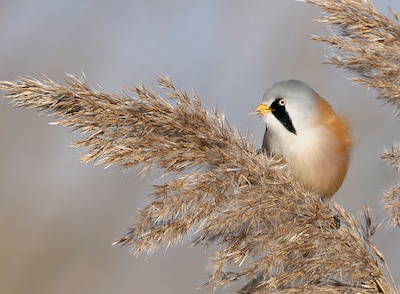Maak van riet onze nationale plant: het wuift naar libellen en vlinders en beschut vogels, vissen en