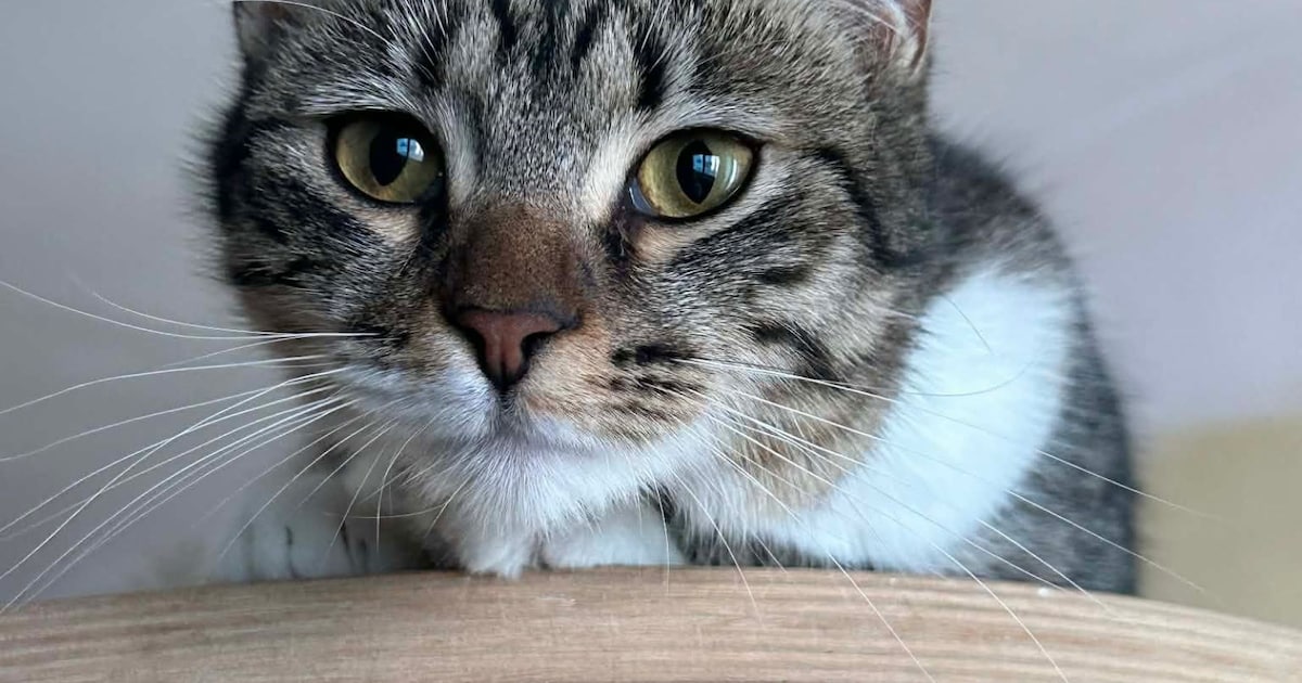 Heb jij Cassie gezien? Dit huisdier wordt in Meerssen vermist