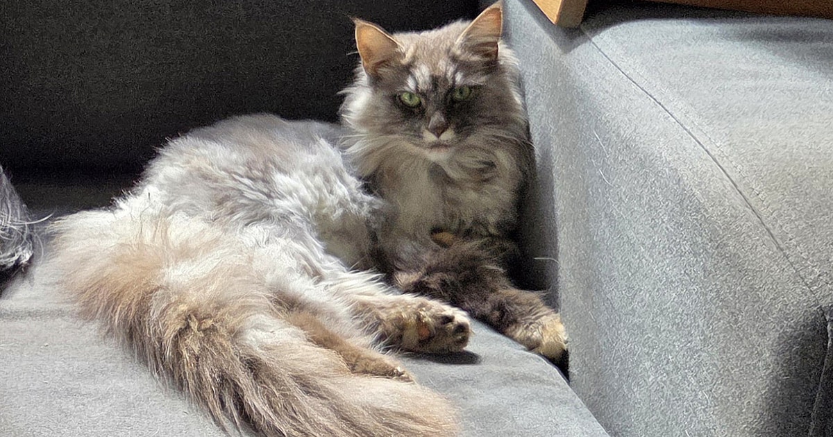 Heb jij Roxy, Diesel of Vinny gezien? Deze vier huisdieren worden in Medemblik vermist
