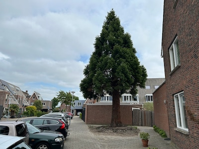 Mammoetboom met gewicht van zeven olifanten verplaatst in Wateringen