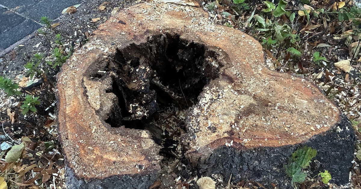 Boom met grote holte in stam weggehaald aan Parkweg in Voorburg