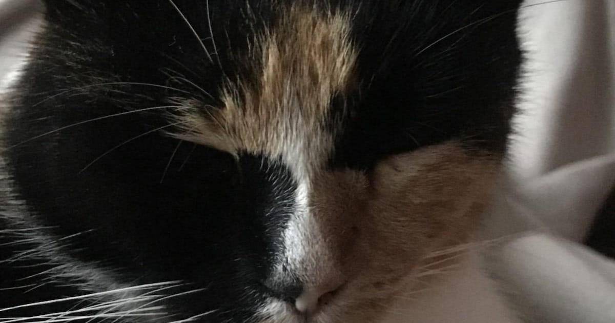 Heb jij Ferra gezien? Dit huisdier wordt in Medemblik vermist