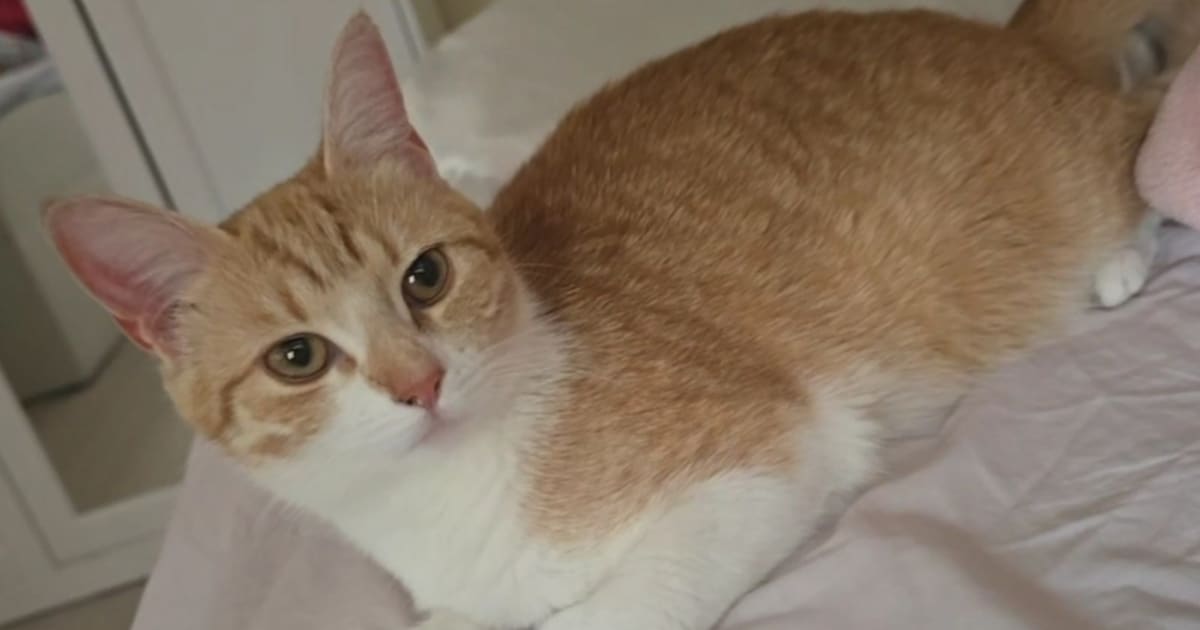 Heb jij Kitty gezien? Dit huisdier wordt in Oegstgeest vermist