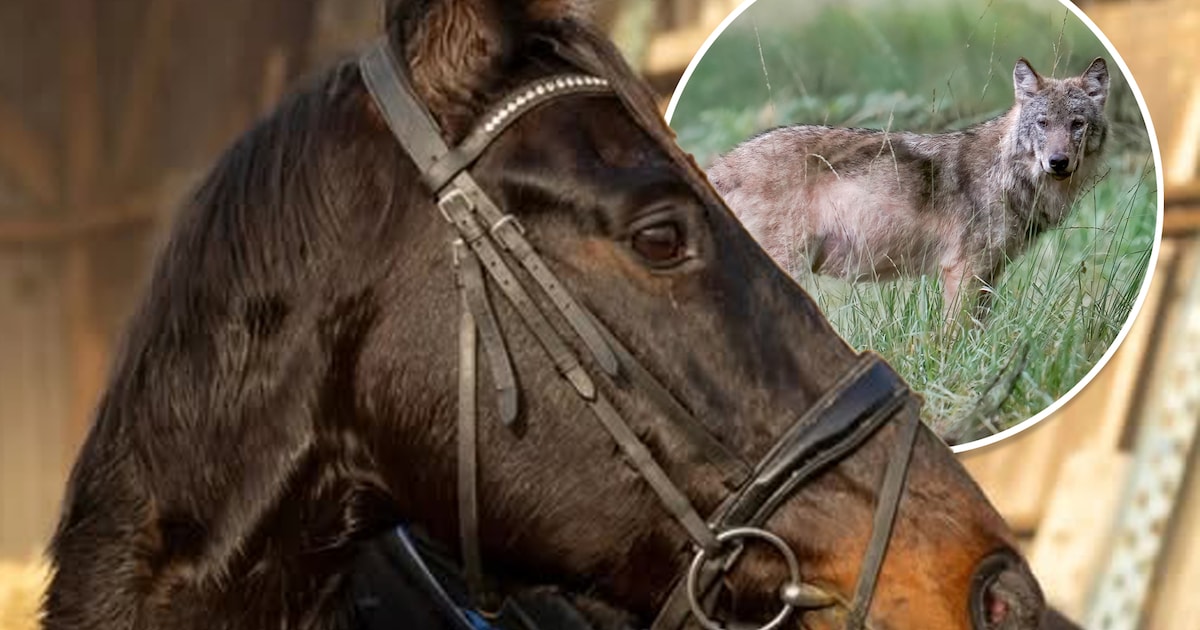 Expert over aanval op paarden: ‘Vermoedelijk wolven die aan het spelen waren’