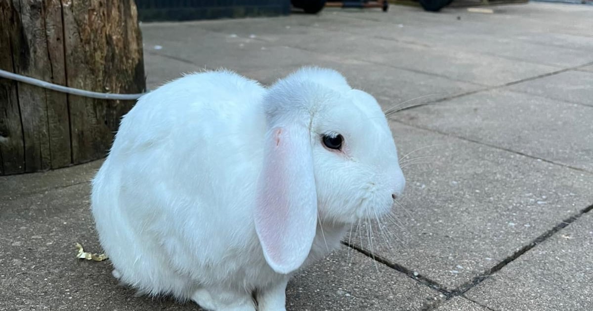 Heb jij Bobo gezien? Dit huisdier wordt in Katwijk vermist