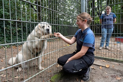 Loekie zou een maand naar de kennel gaan, maar zijn baasje kwam hem nooit meer ophalen: wie heeft be