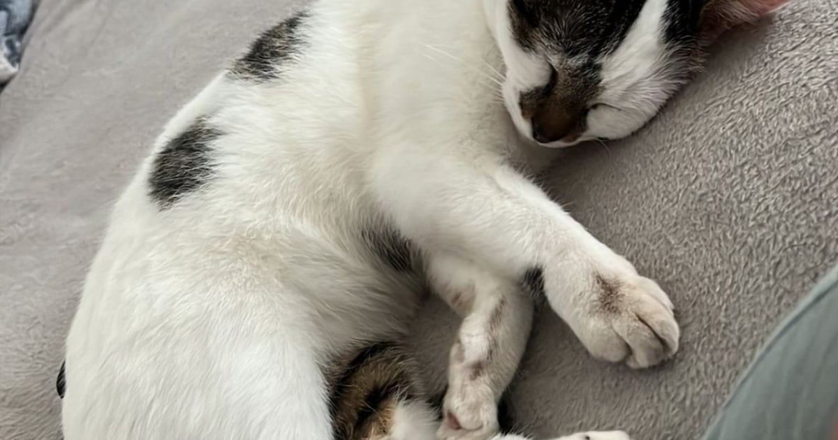 Heb jij Mia, Bob of Noenoe gezien? Deze drie huisdieren worden in Lansingerland vermist
