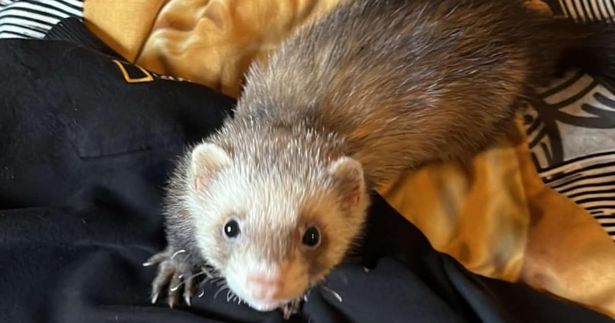 Heb jij Snus of Saartje gezien? Deze twee huisdieren worden in Hilversum vermist