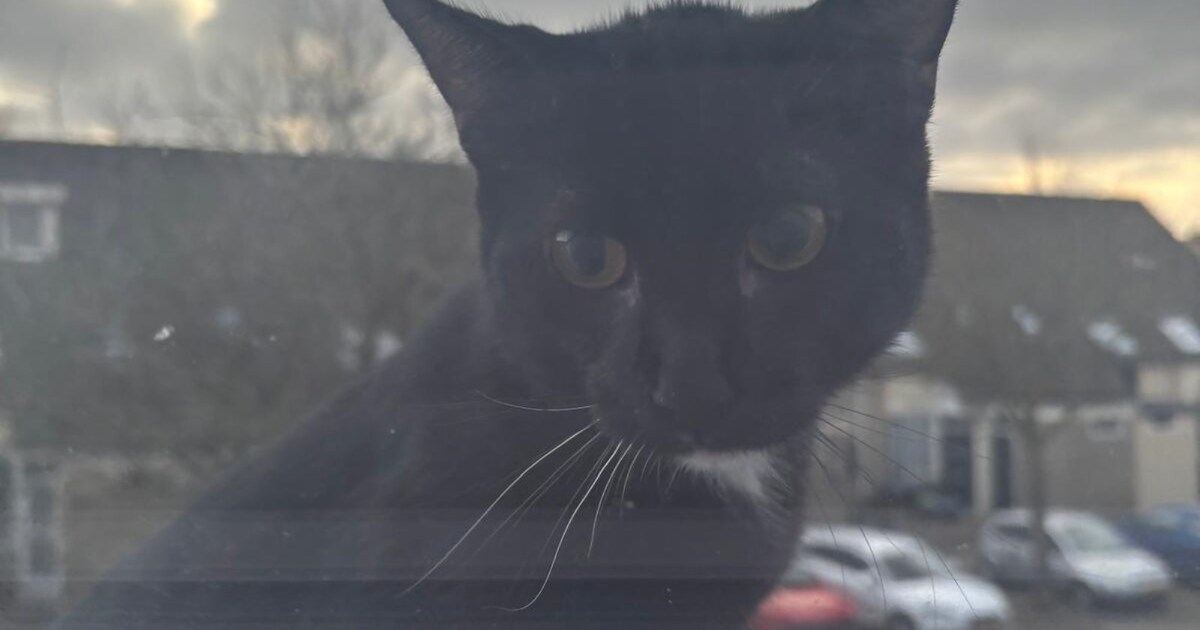 Heb jij Momo gezien? Dit huisdier wordt in Nissewaard vermist